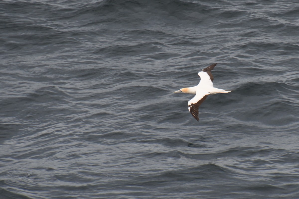 Australasian Gannet - ML321210061