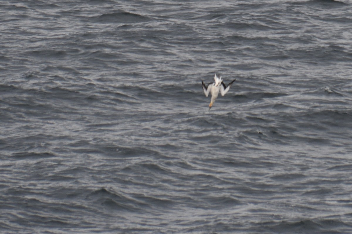 Australasian Gannet - ML321210081