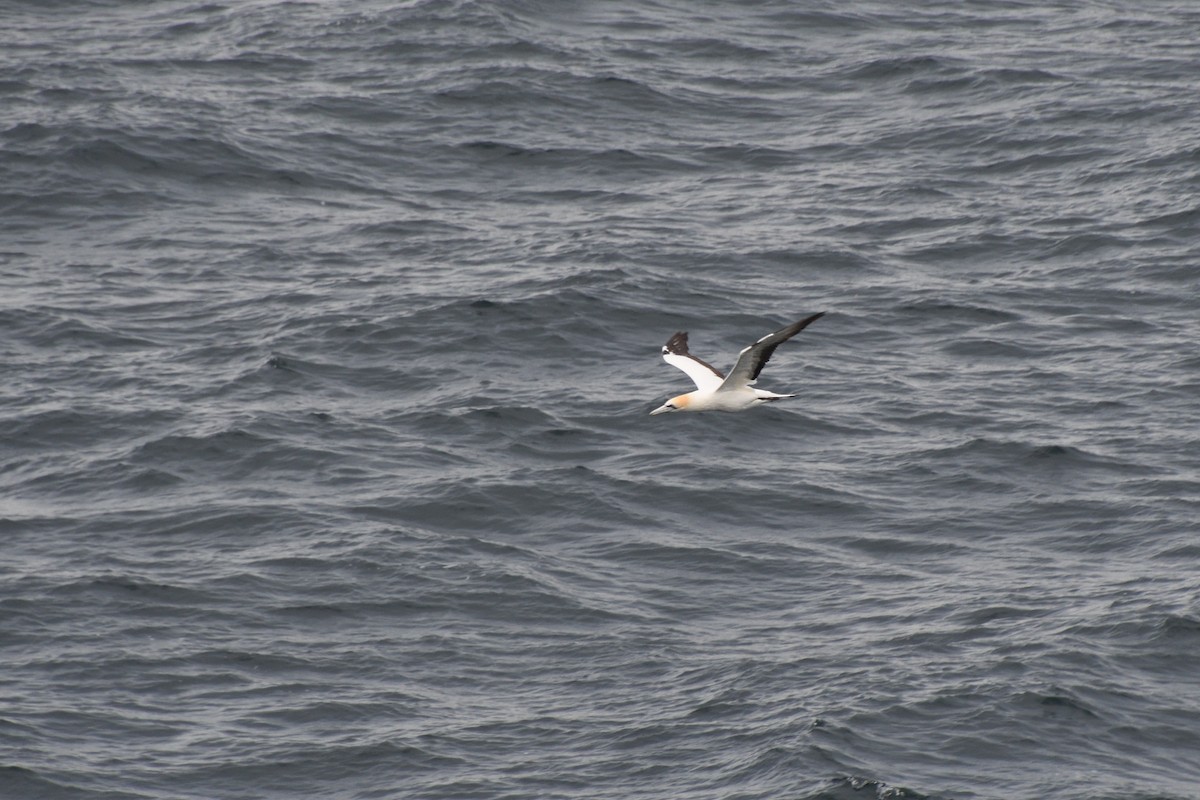 Australasian Gannet - ML321210091