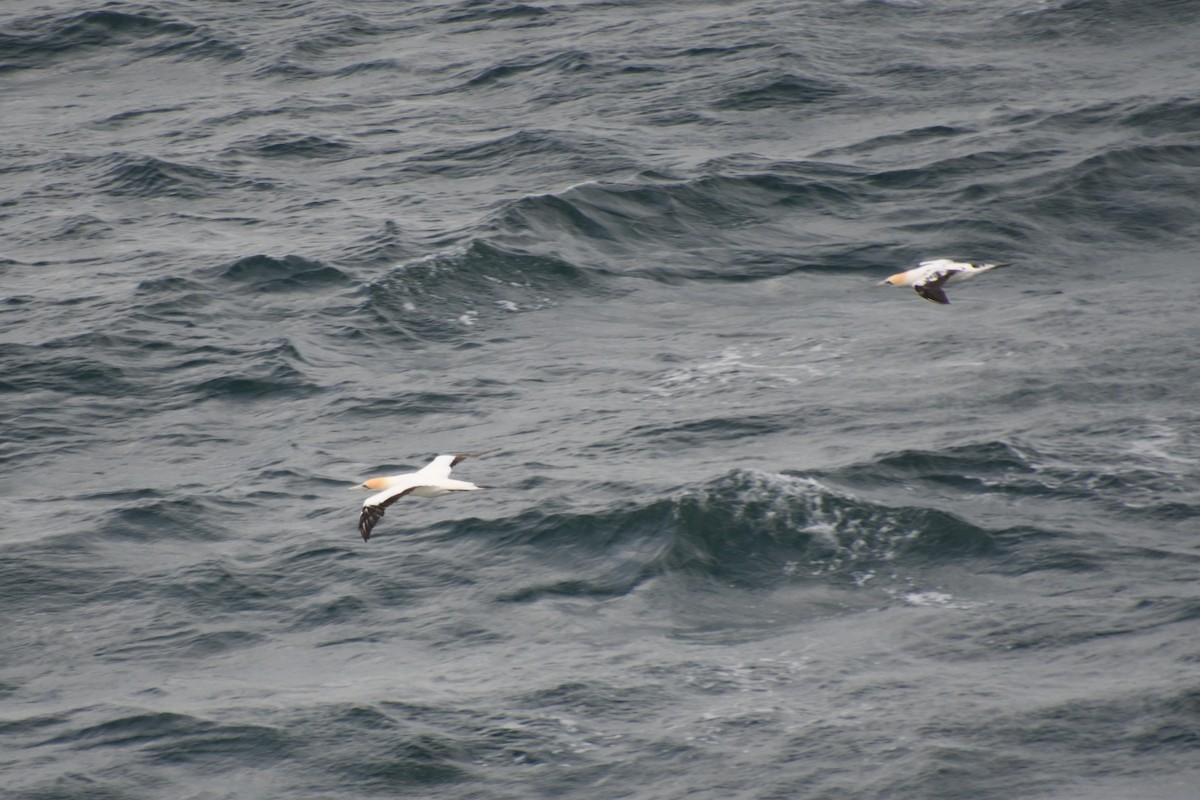Australasian Gannet - ML321210101