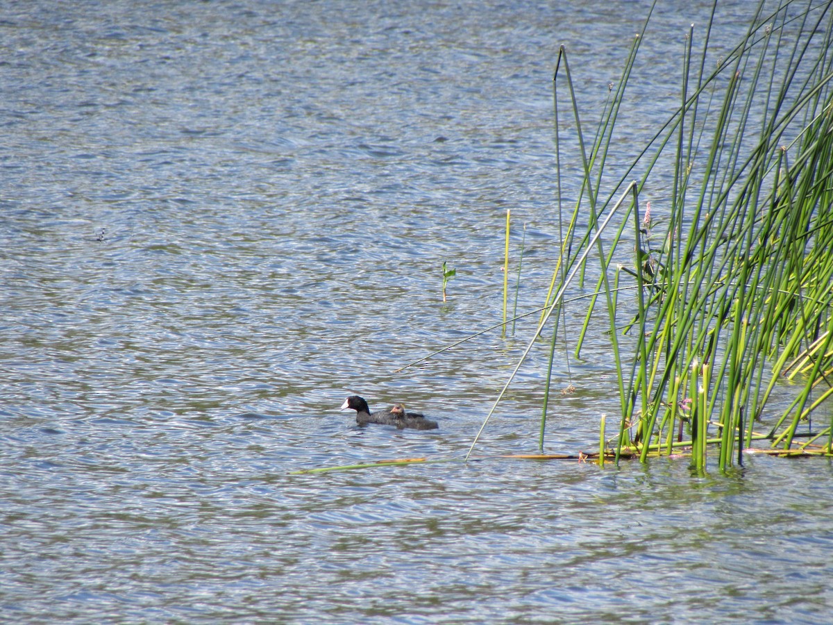 American Coot - ML321210741