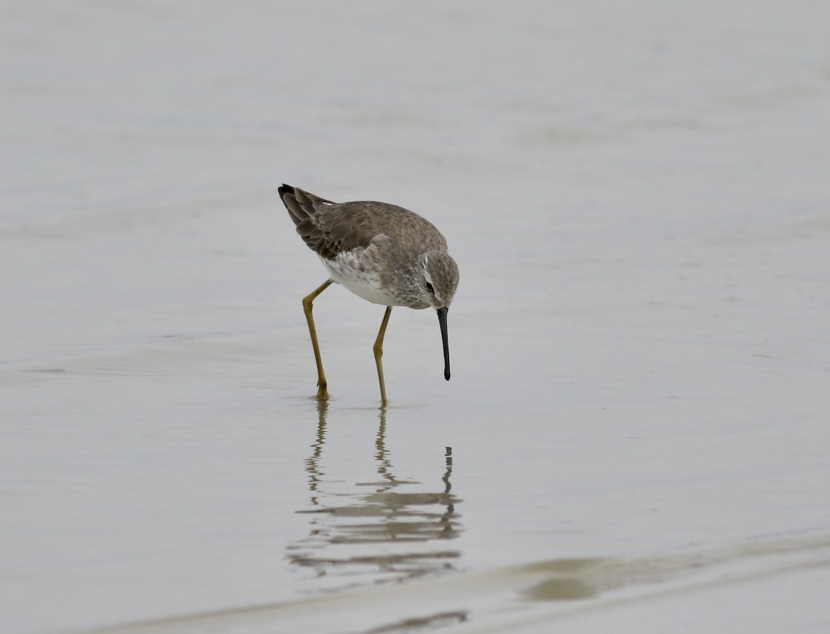 Stilt Sandpiper - ML321211521