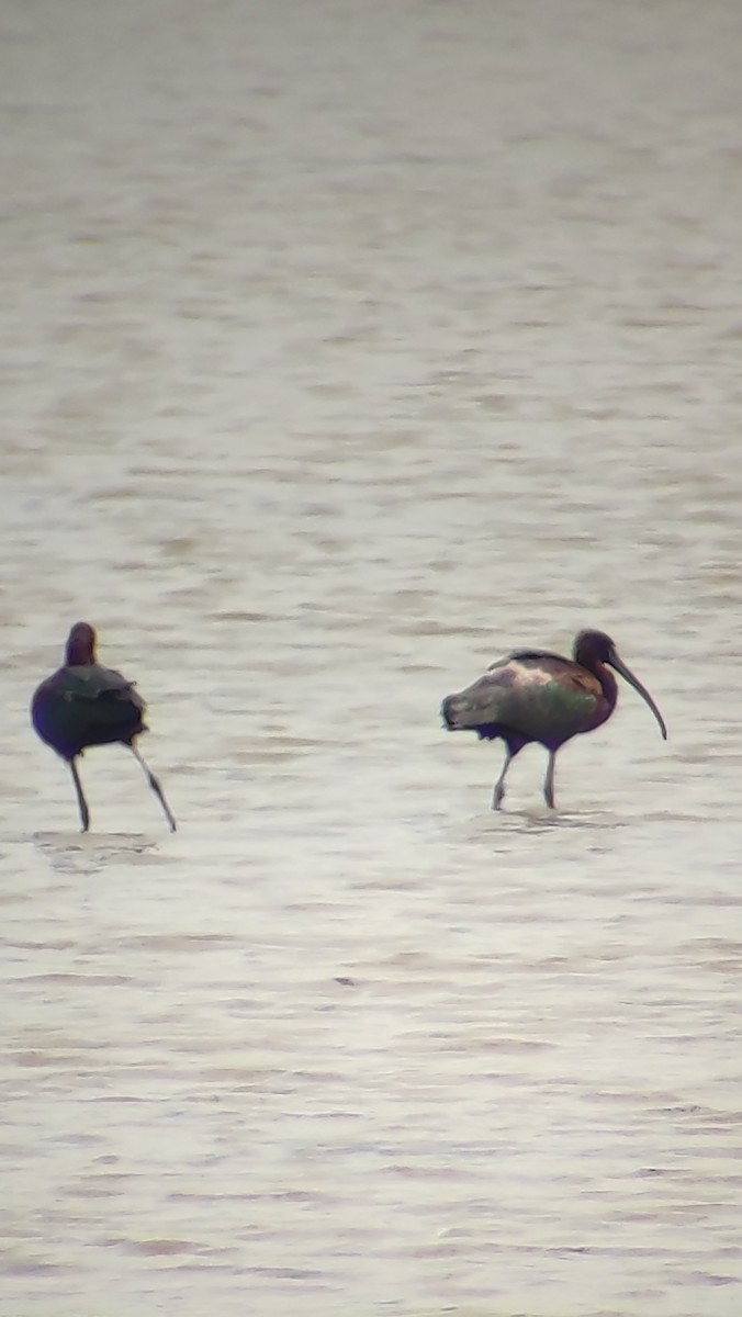 ibis hnědý - ML321211881