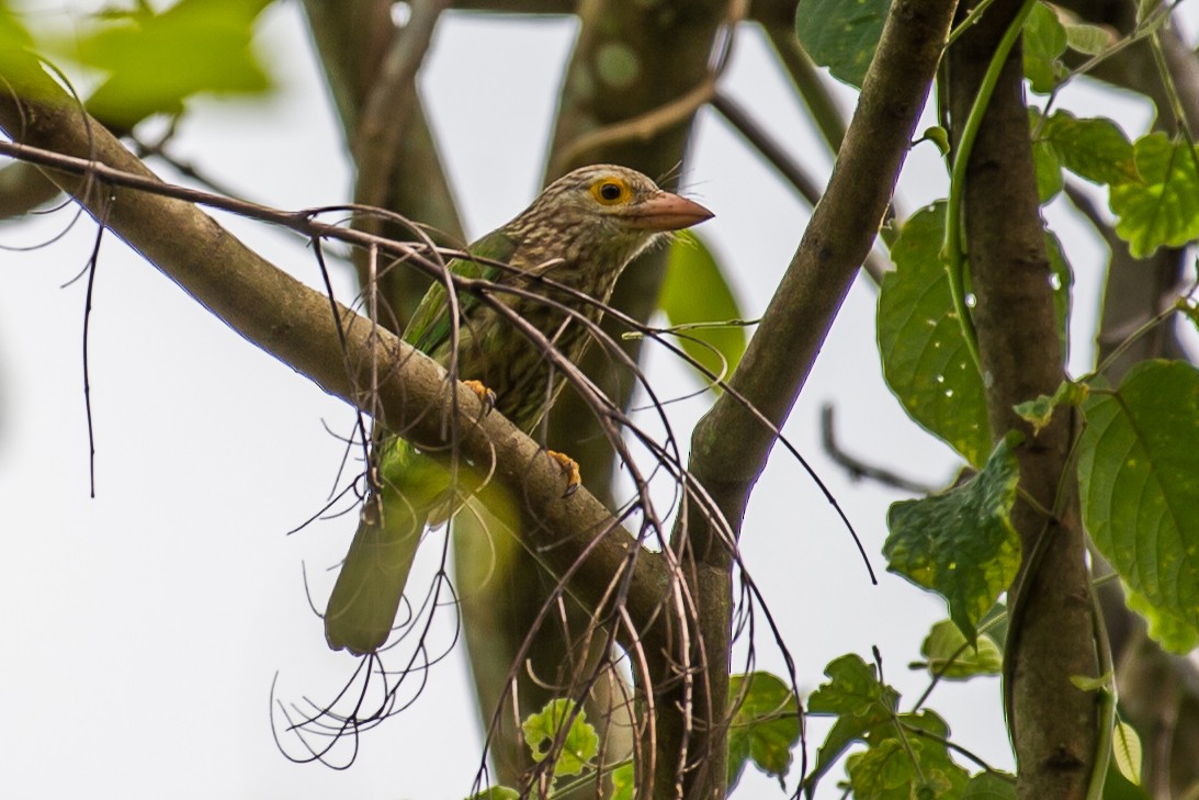 Lineated Barbet - Ngoc Sam Thuong Dang