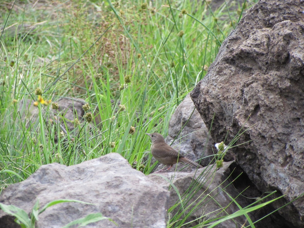 House Wren - ML321213051