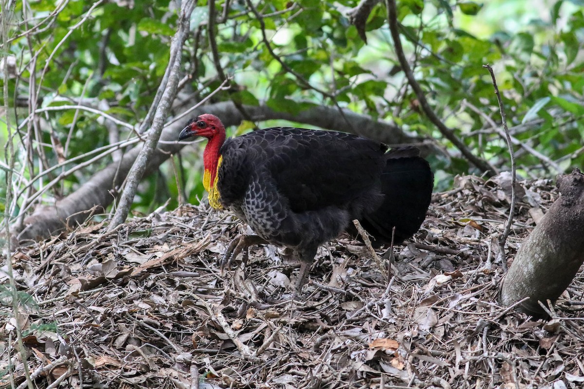 Australian Brushturkey - ML32121341