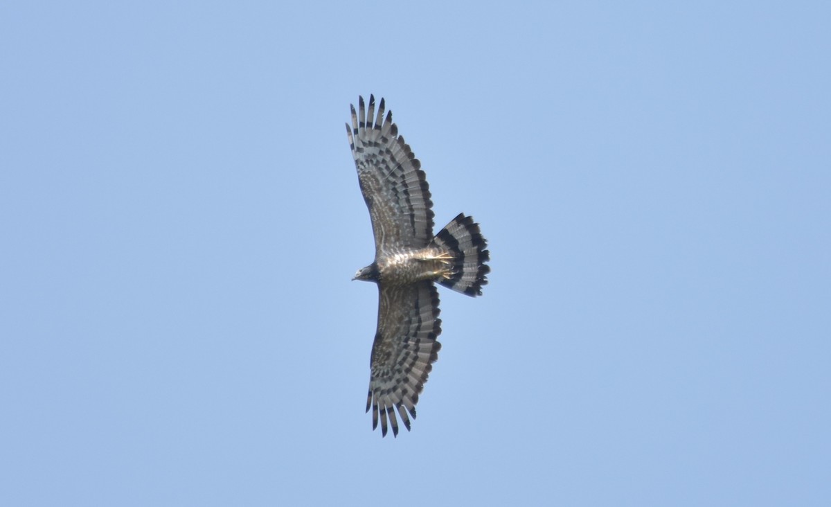 Oriental Honey-buzzard - ML321213501