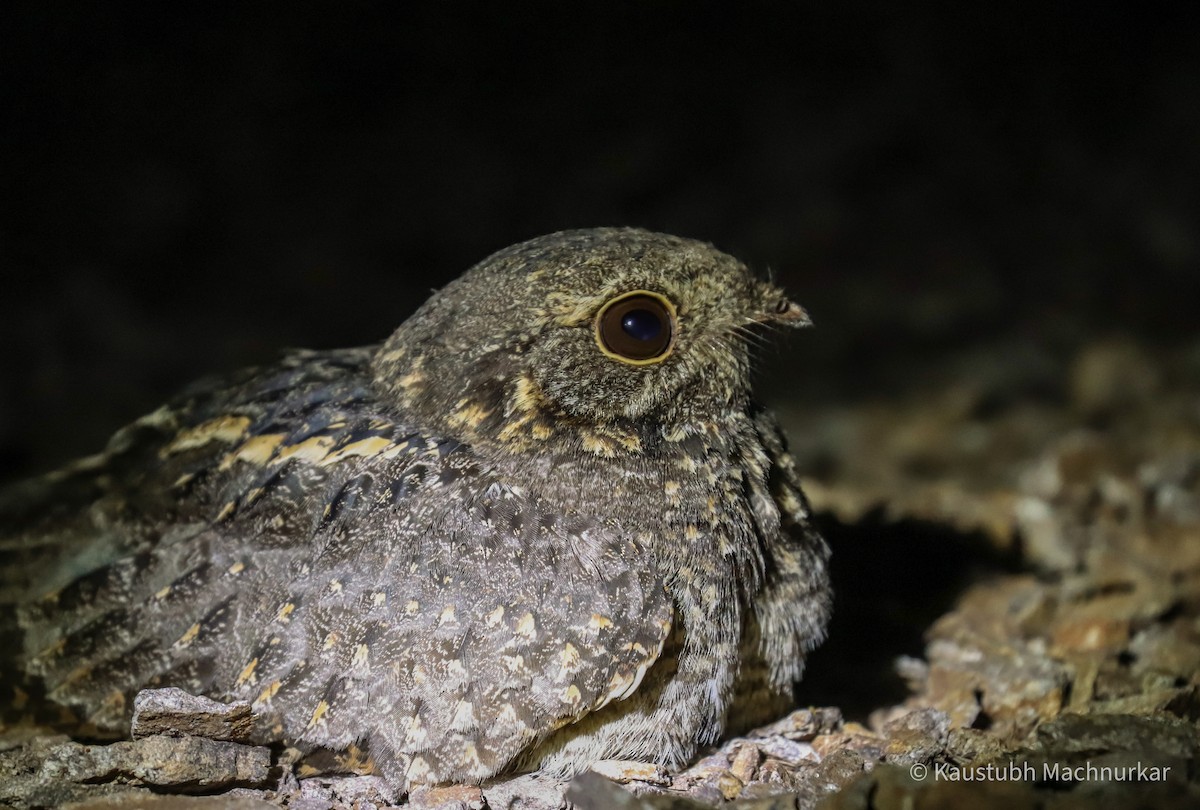 Savanna Nightjar - ML321213941