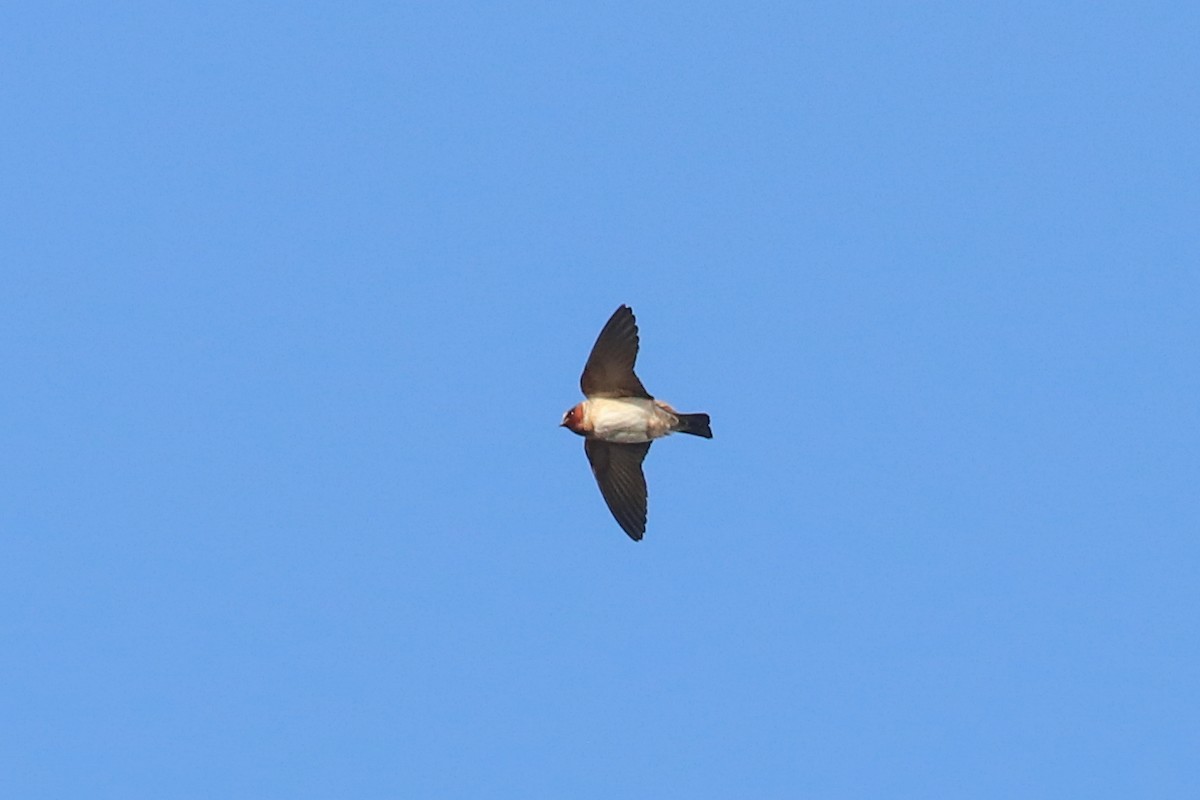 Cliff Swallow - ML321217111