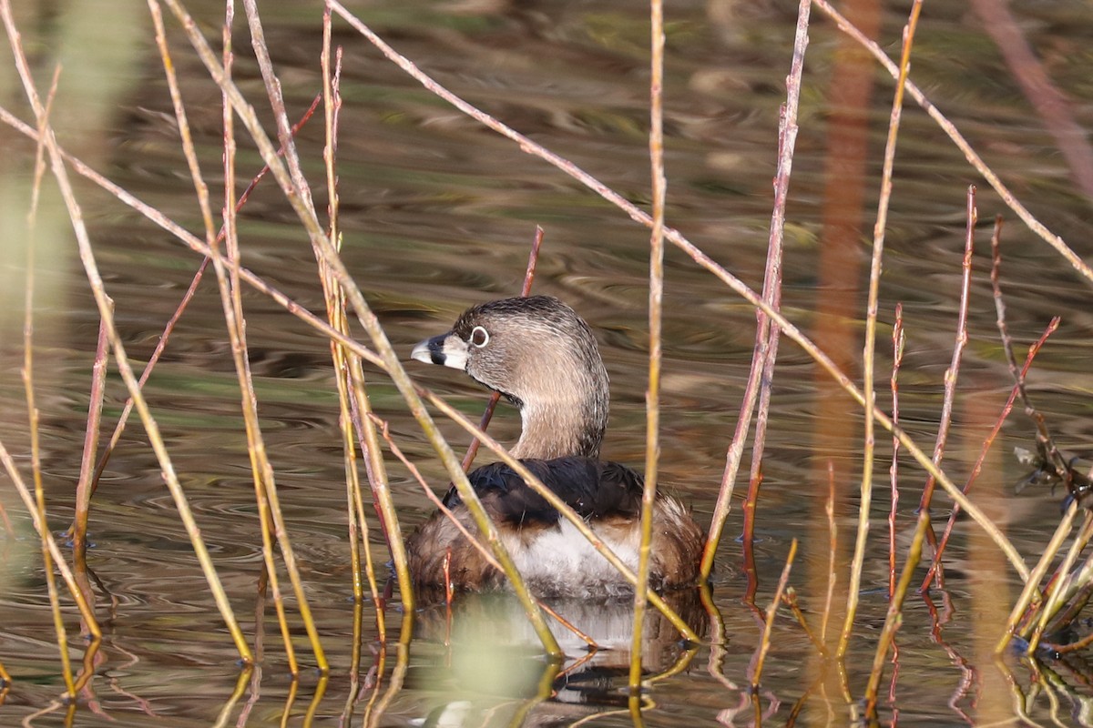 Pied-billed Grebe - ML321217231