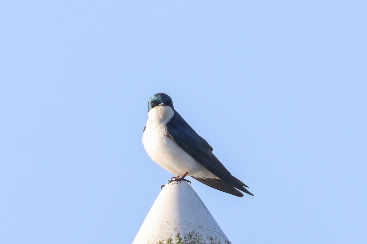 Golondrina Bicolor - ML321217271