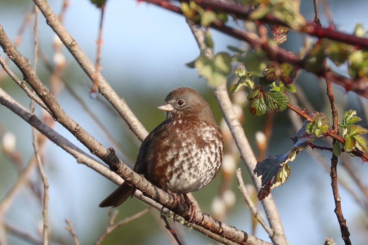 Fox Sparrow - ML321217411