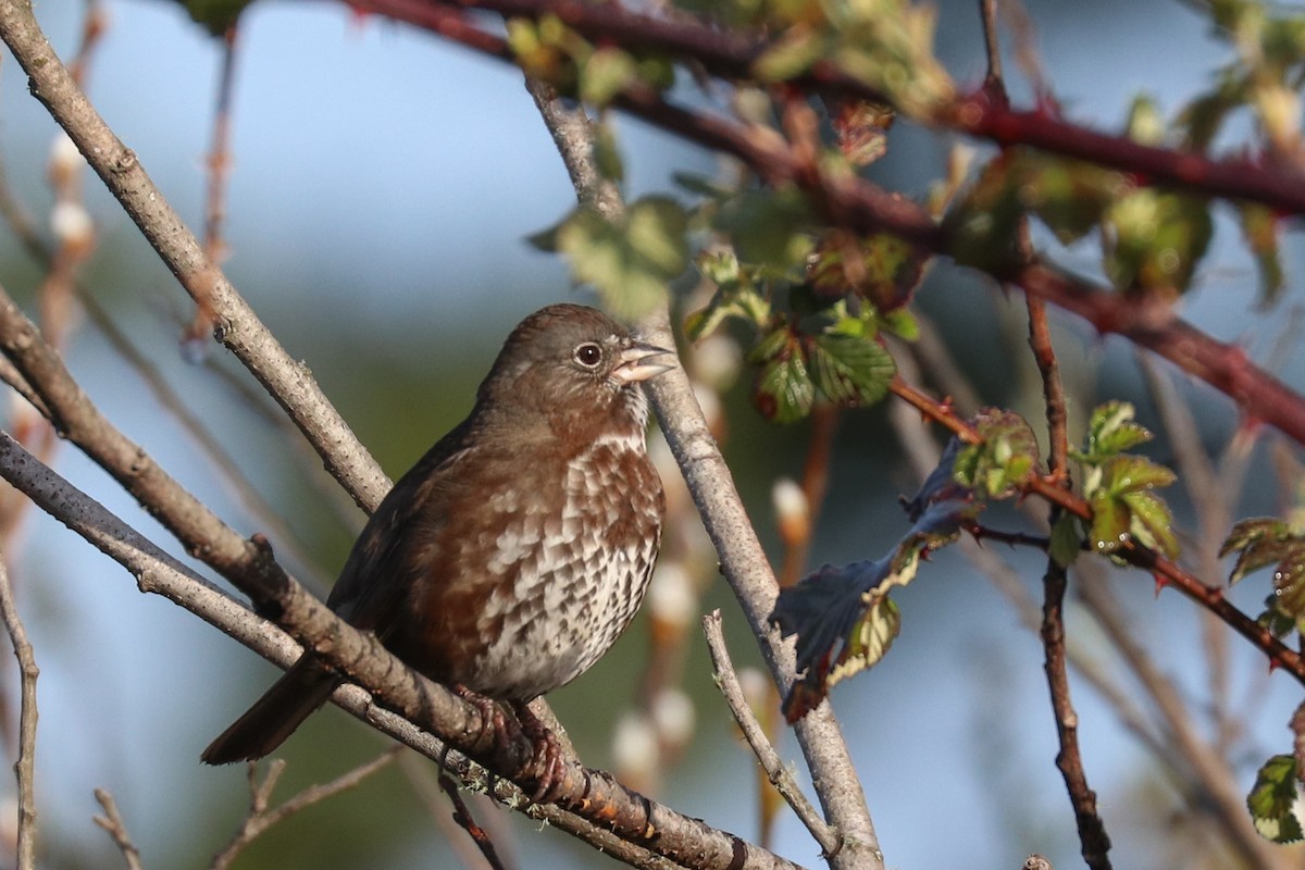 Fox Sparrow - ML321217421