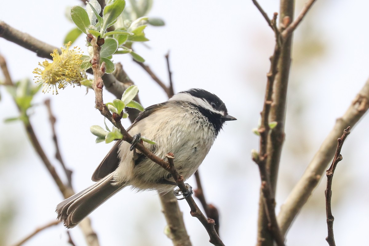 Black-capped Chickadee - ML321217781