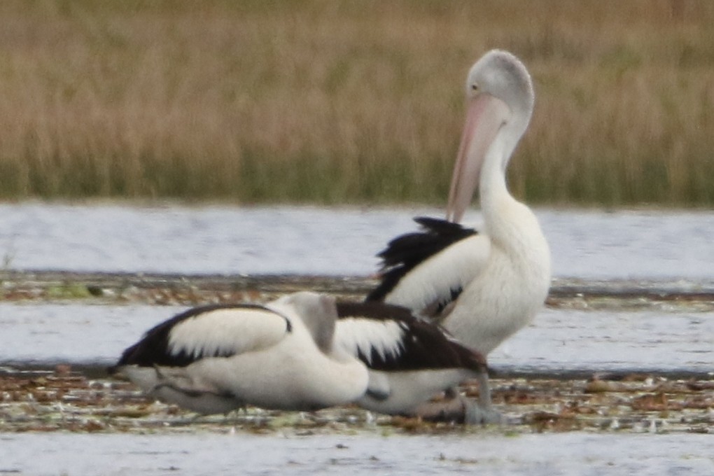 Australian Pelican - Bradley Hacker 🦜