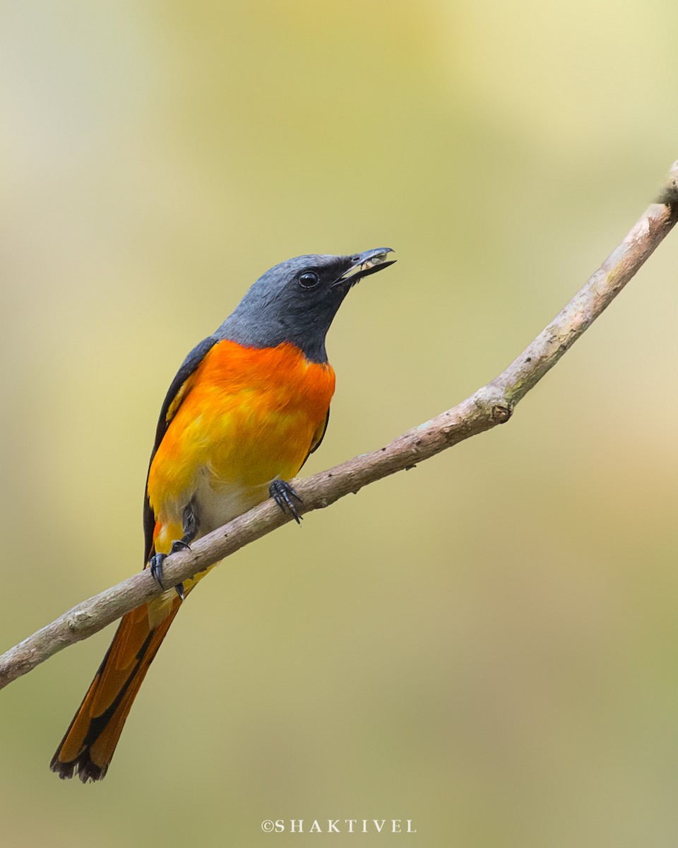 Small Minivet - ML321218331