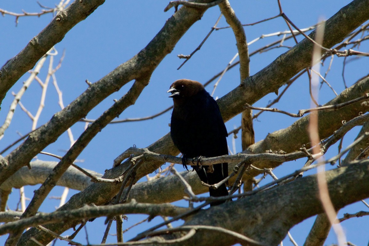 Brown-headed Cowbird - ML321218741