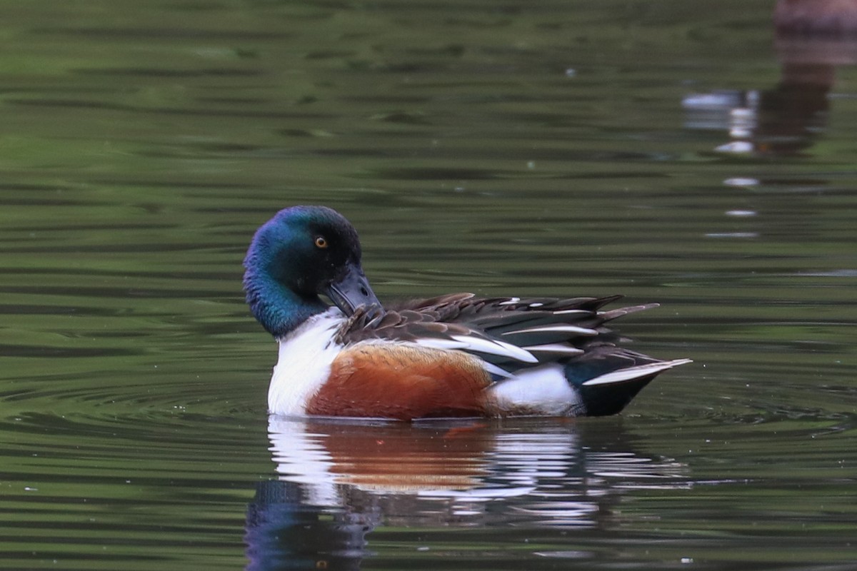 Northern Shoveler - ML321218911