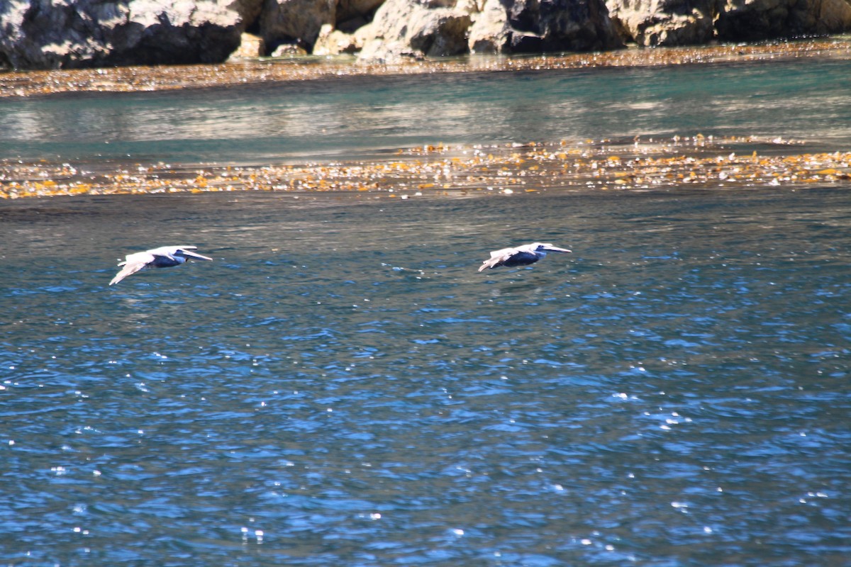 Brown Pelican - ML321219081