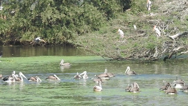 Spot-billed Pelican - ML321219231