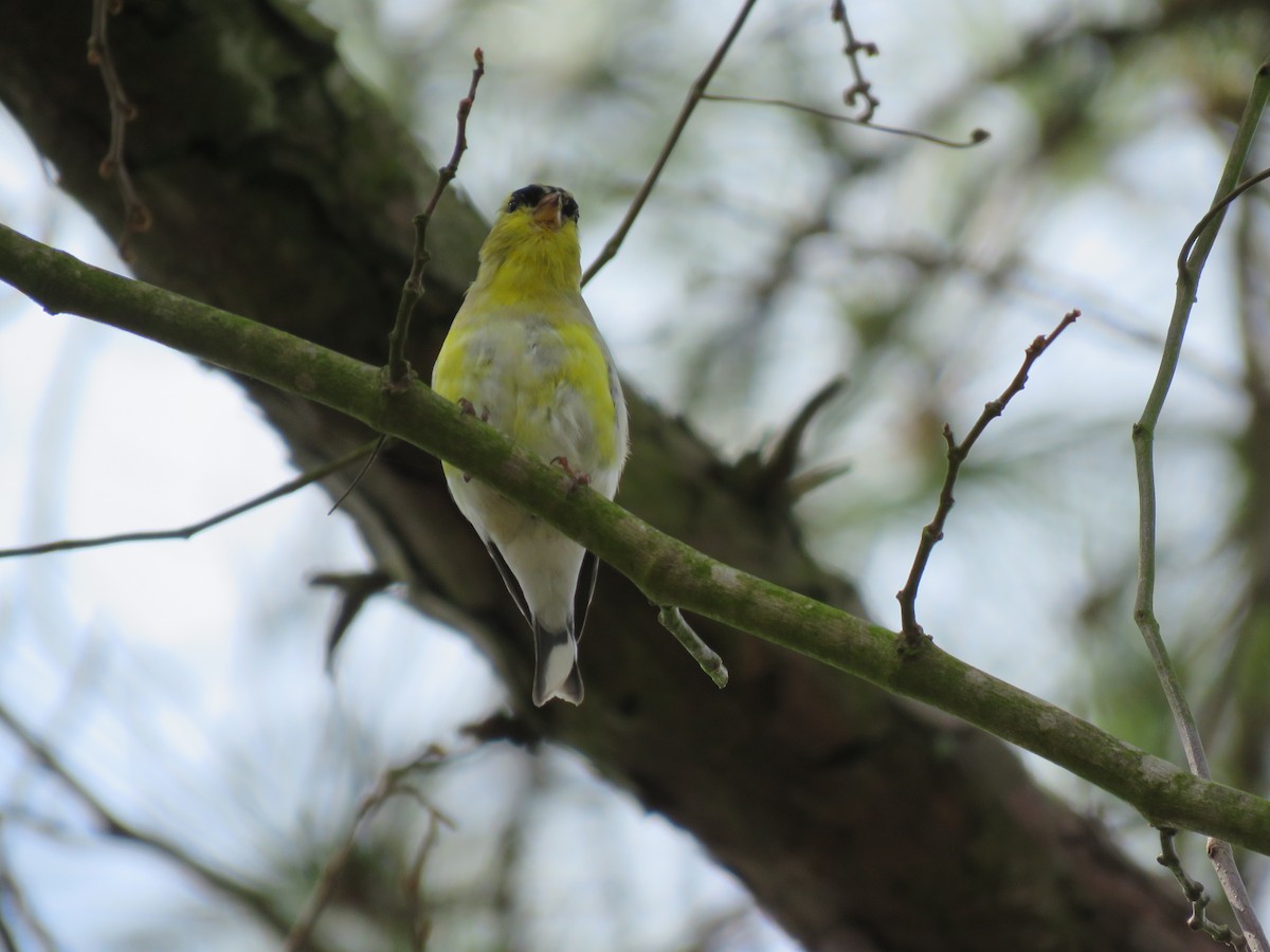 American Goldfinch - ML321219291