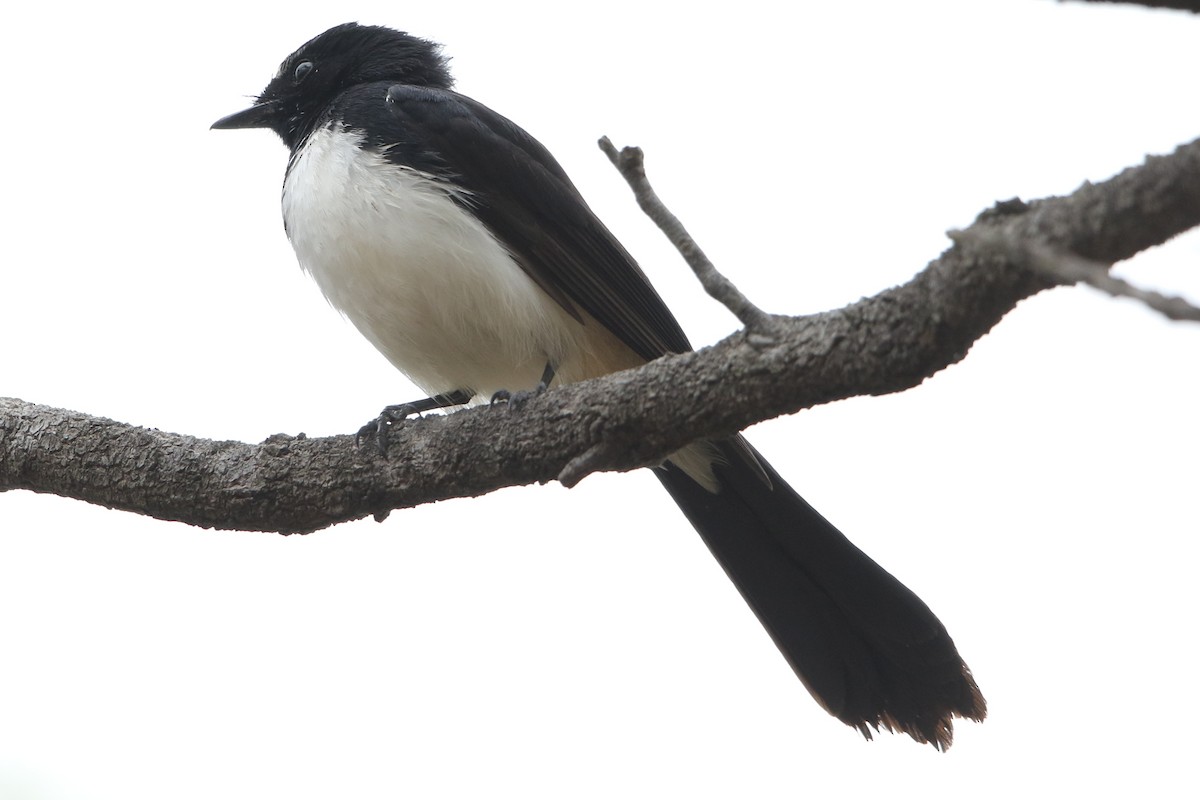 Willie-wagtail - Bradley Hacker 🦜