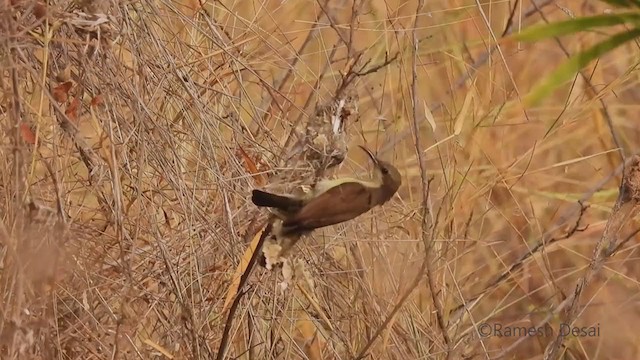 צופית סגולה - ML321219421