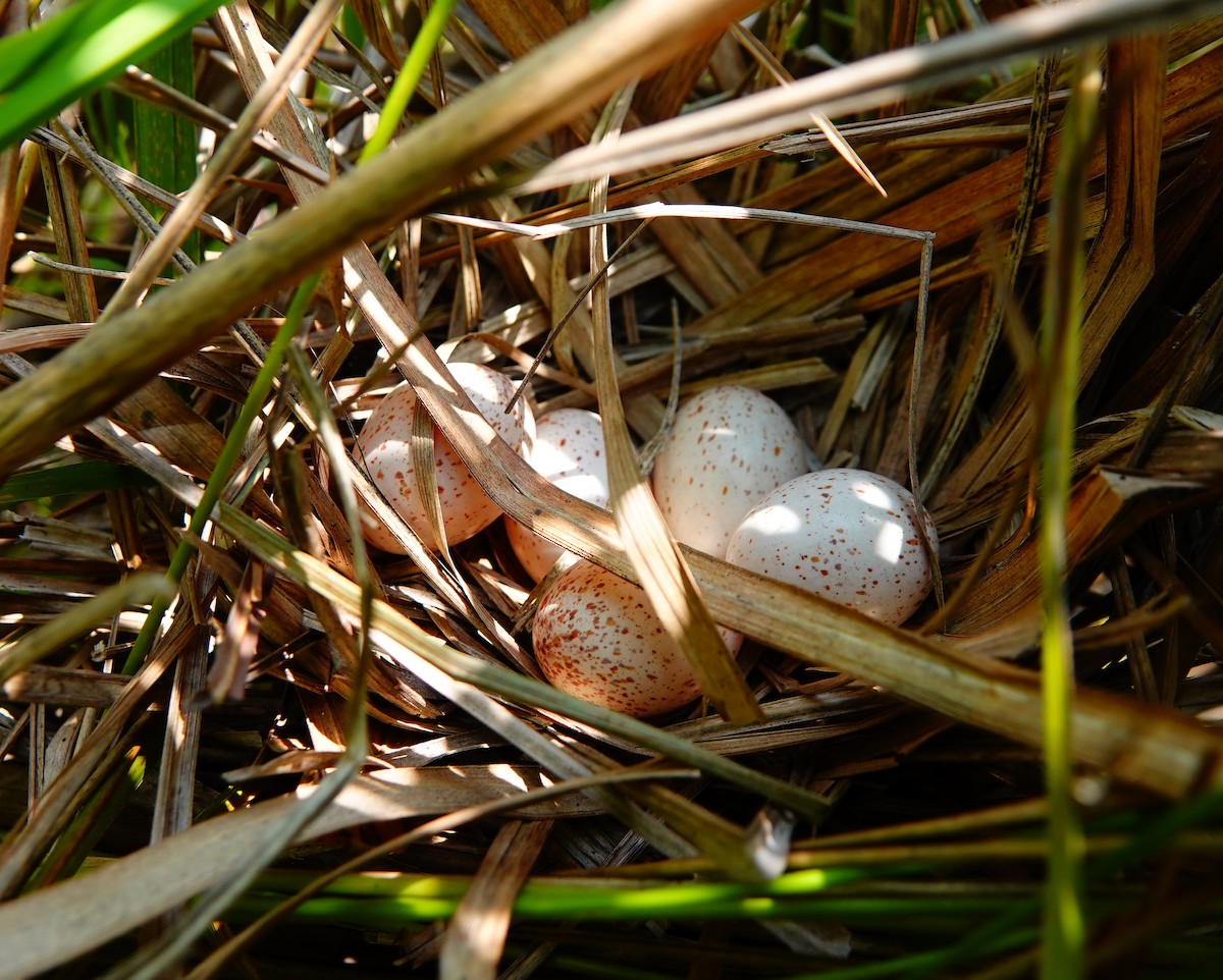 Ruddy-breasted Crake - ML321219481