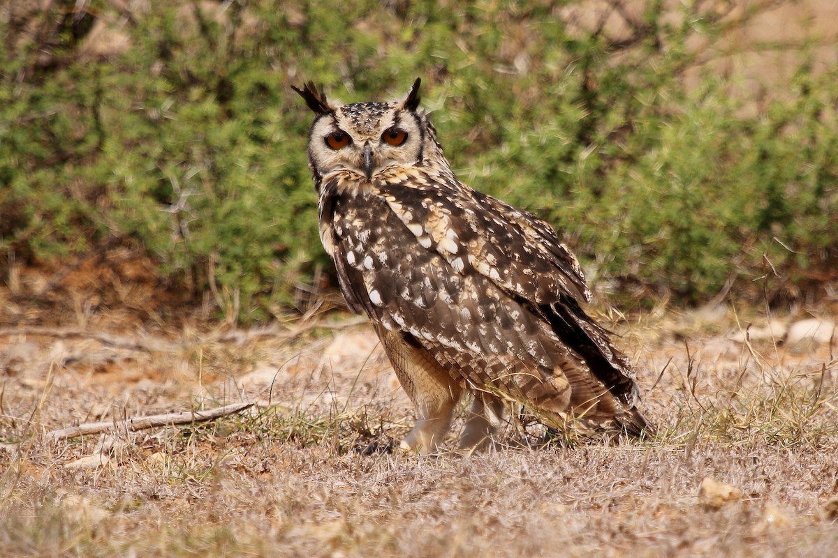 Rock Eagle-Owl - ML32122011