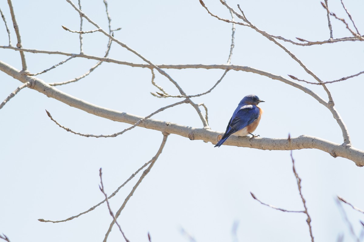 Eastern Bluebird - ML321223011