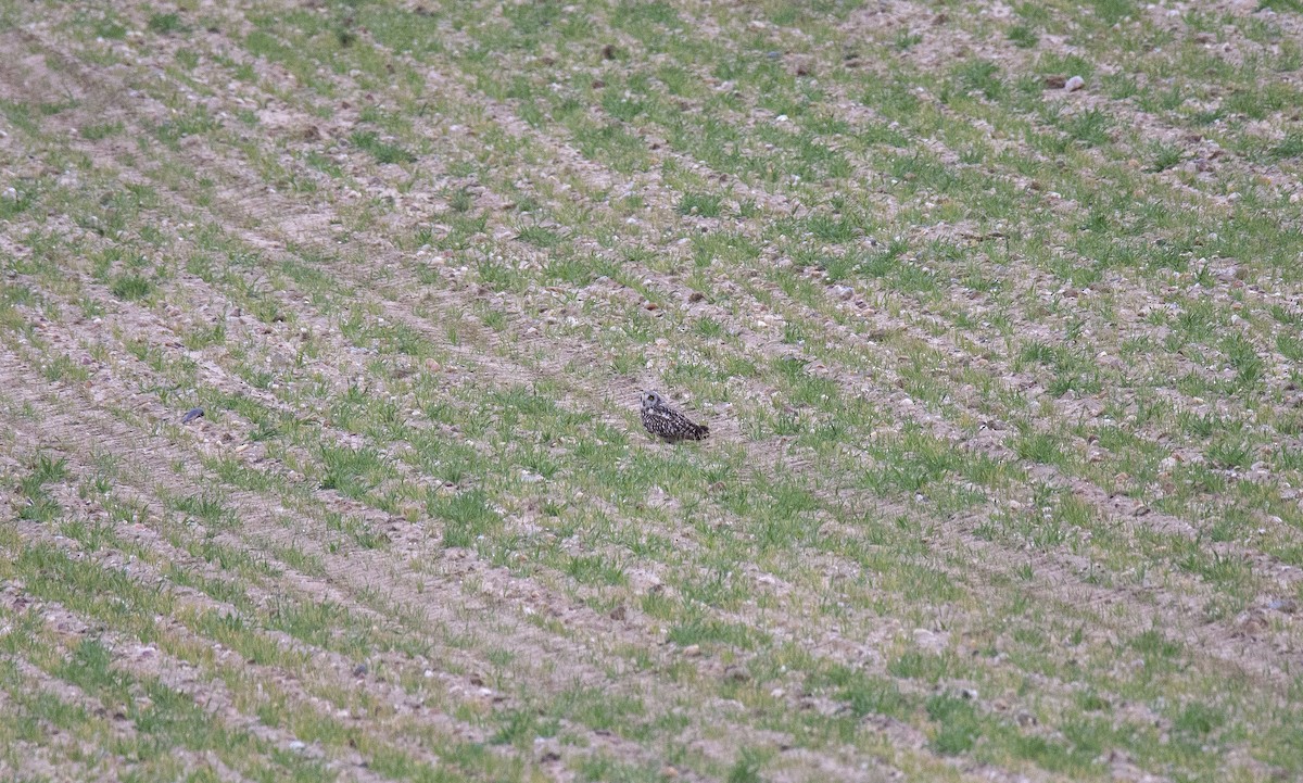 Short-eared Owl - ML321223551