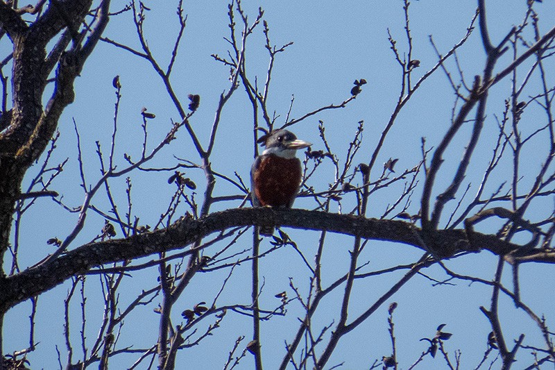 Ringed Kingfisher - ML321224351