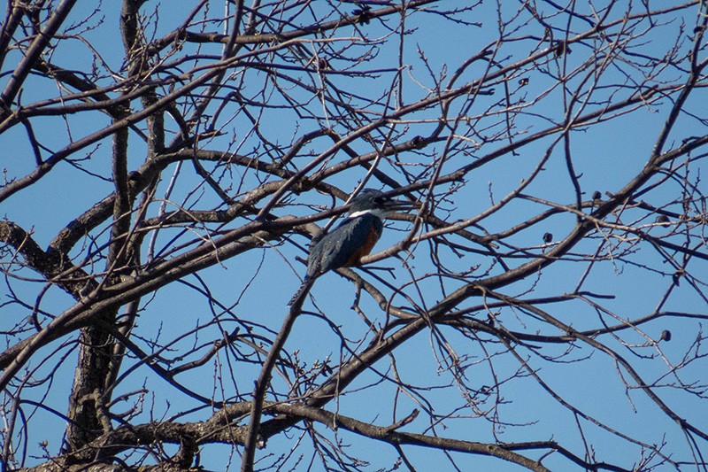 Ringed Kingfisher - ML321224391