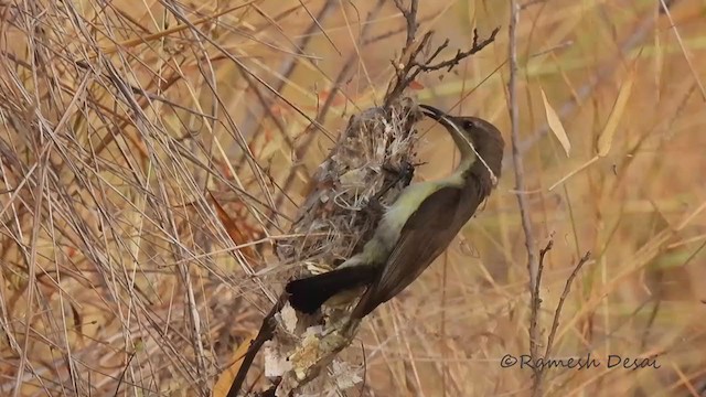 Purple Sunbird - ML321224861