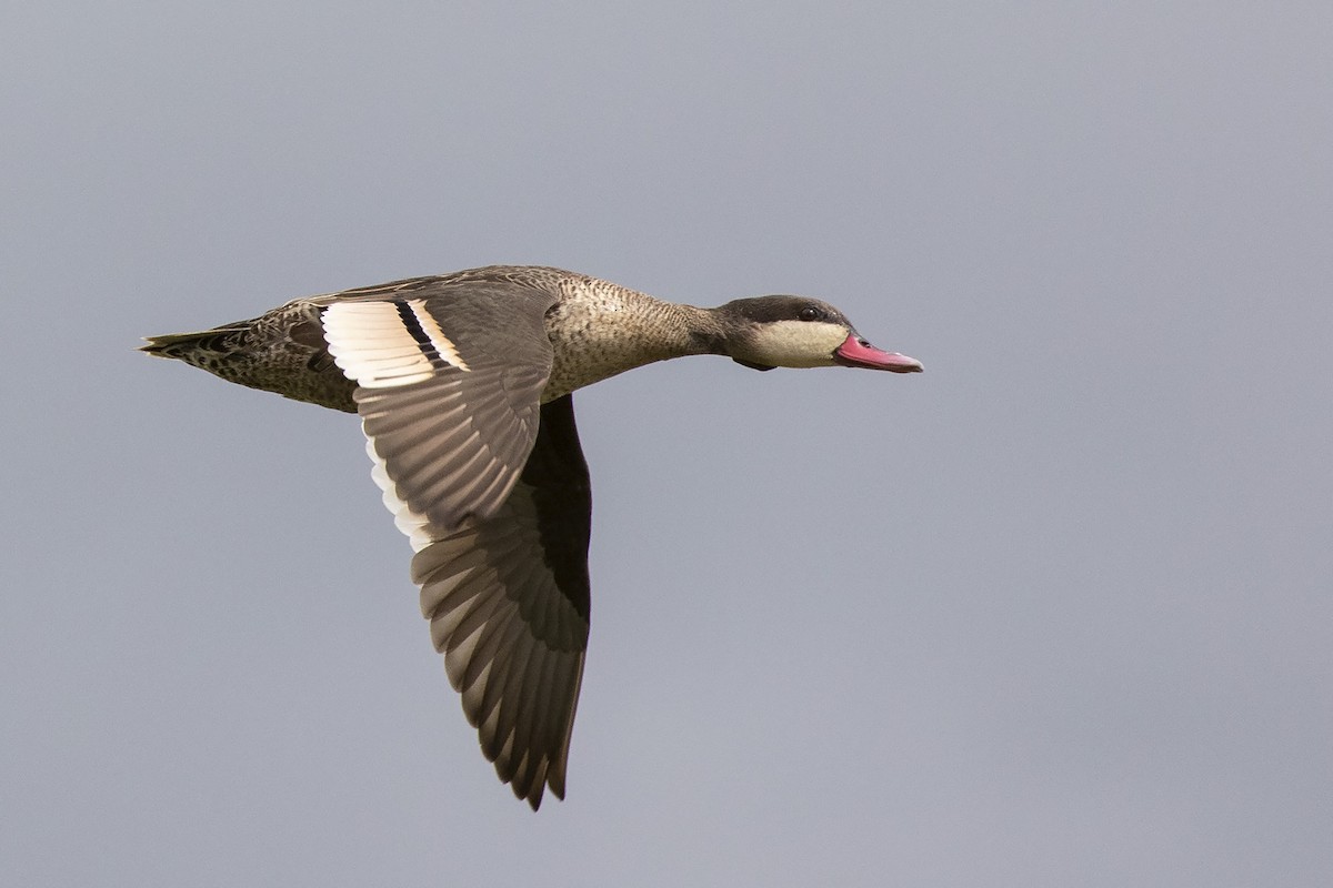 Red-billed Duck - ML321225841