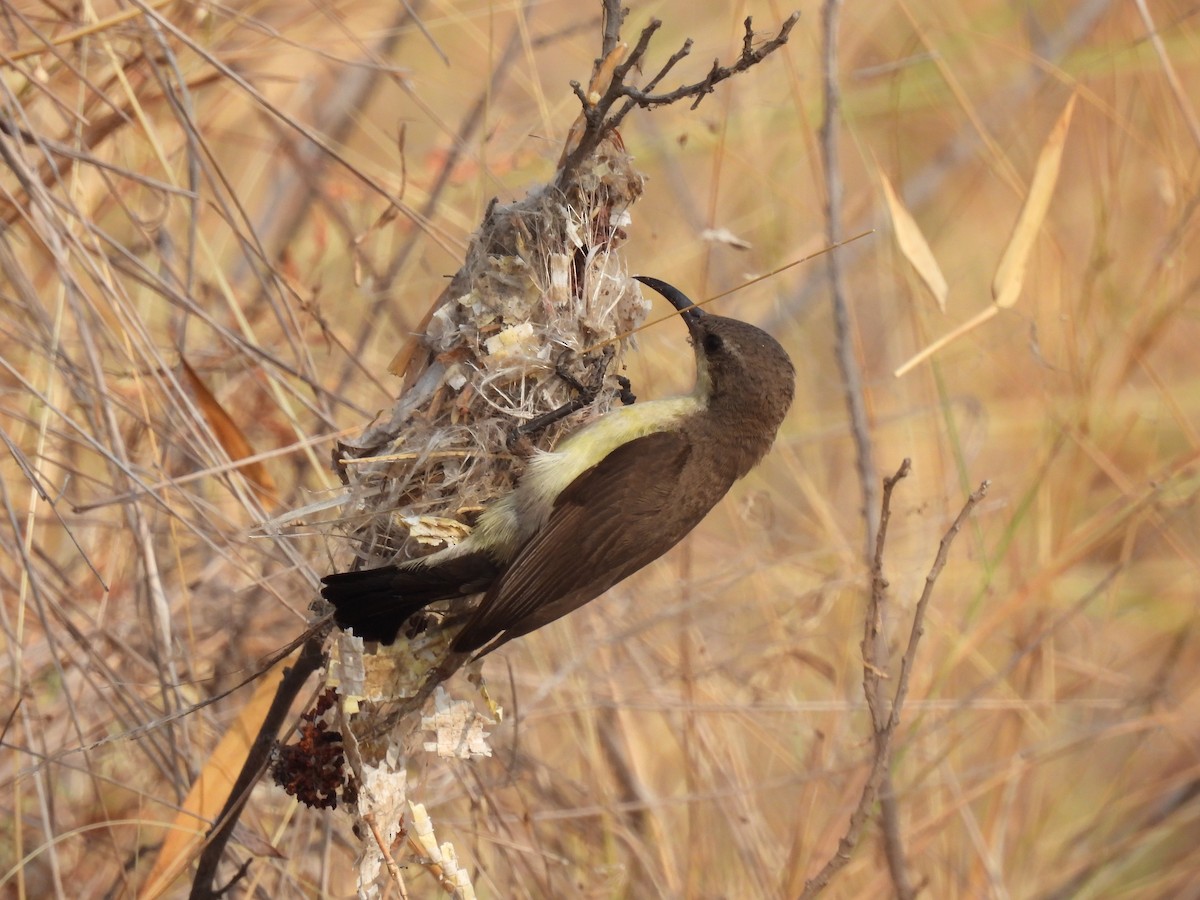 Purple Sunbird - Ramesh Desai