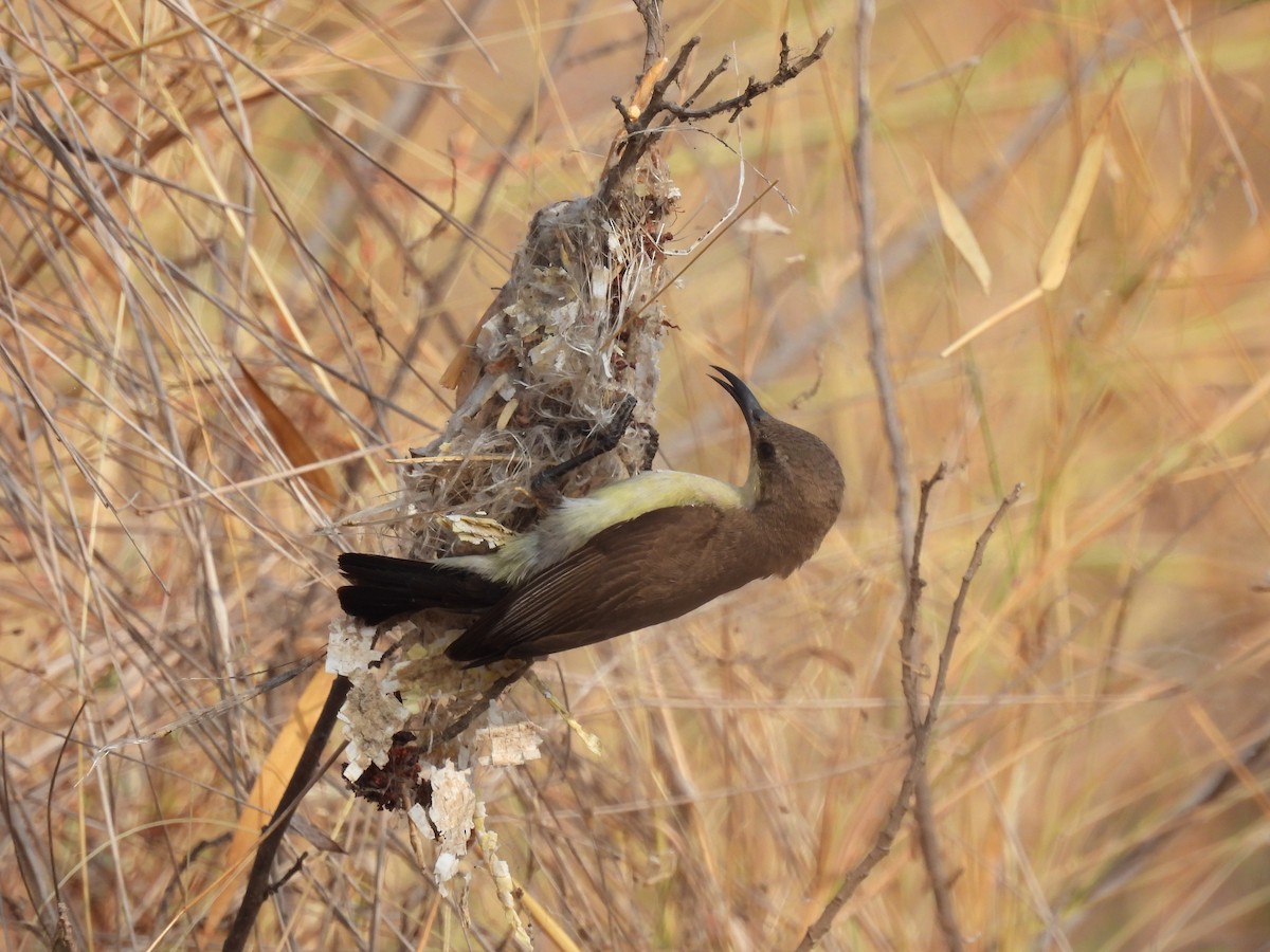 Purple Sunbird - ML321226211