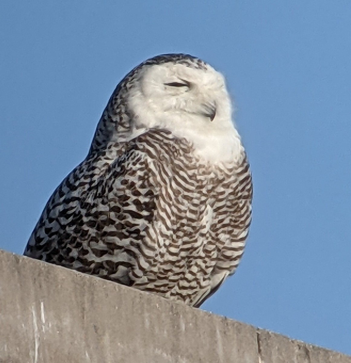 Snowy Owl - ML321227301