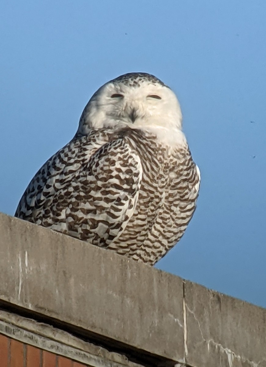 Snowy Owl - ML321227321