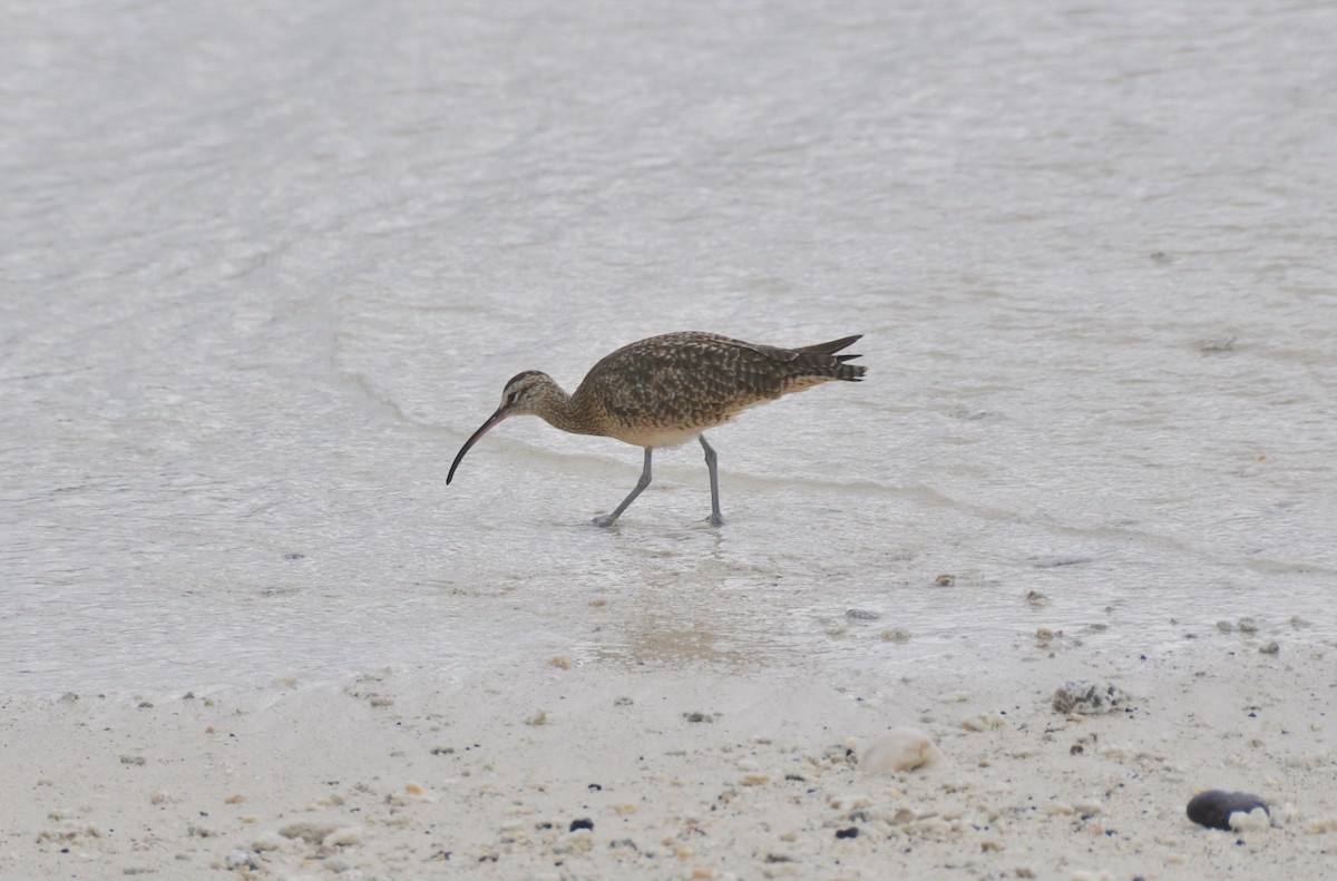 Whimbrel - ML321229571