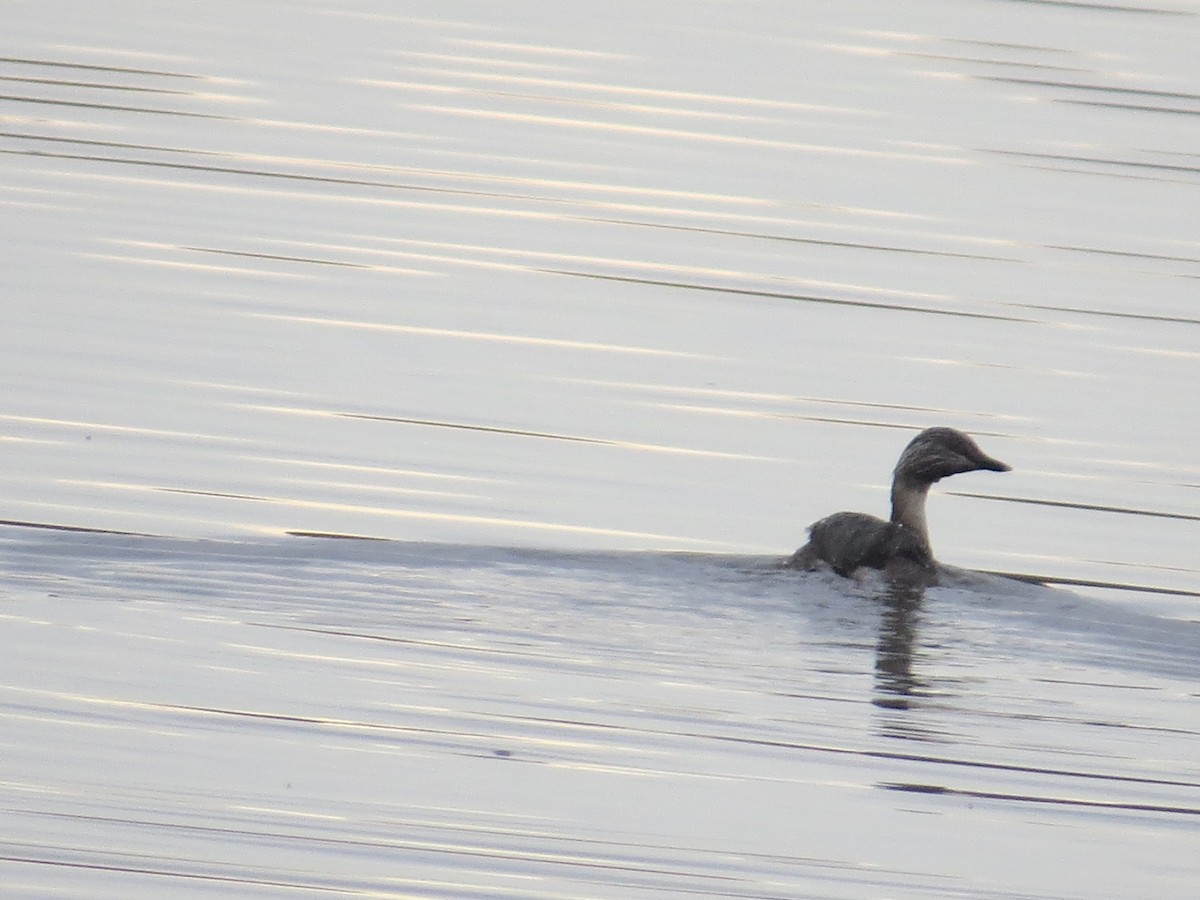 Hoary-headed Grebe - ML32123011