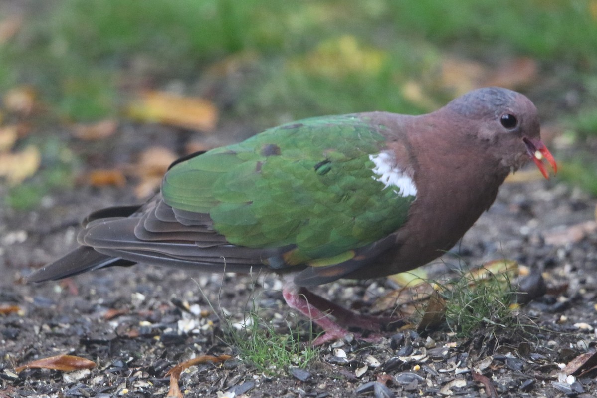 Pacific Emerald Dove - Bradley Hacker 🦜