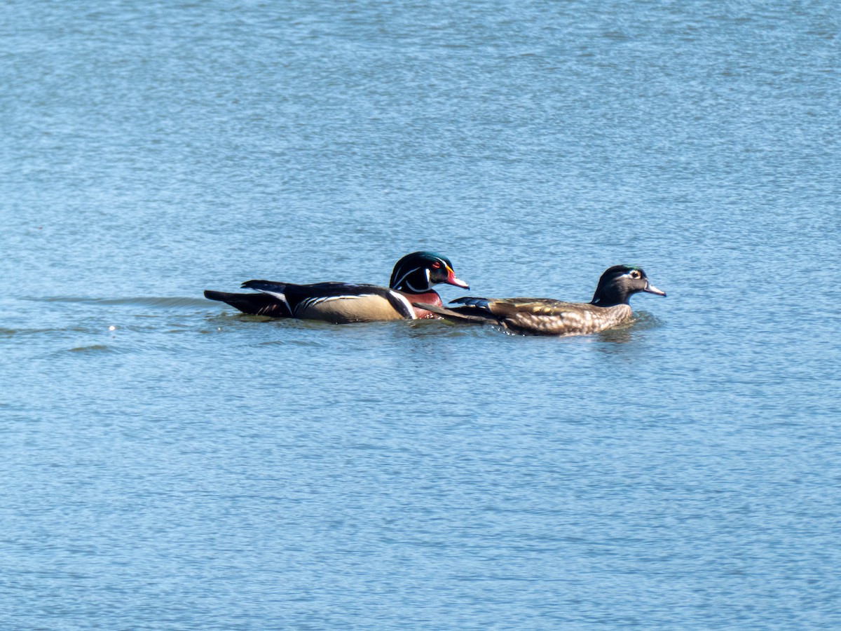 Wood Duck - ML321231501