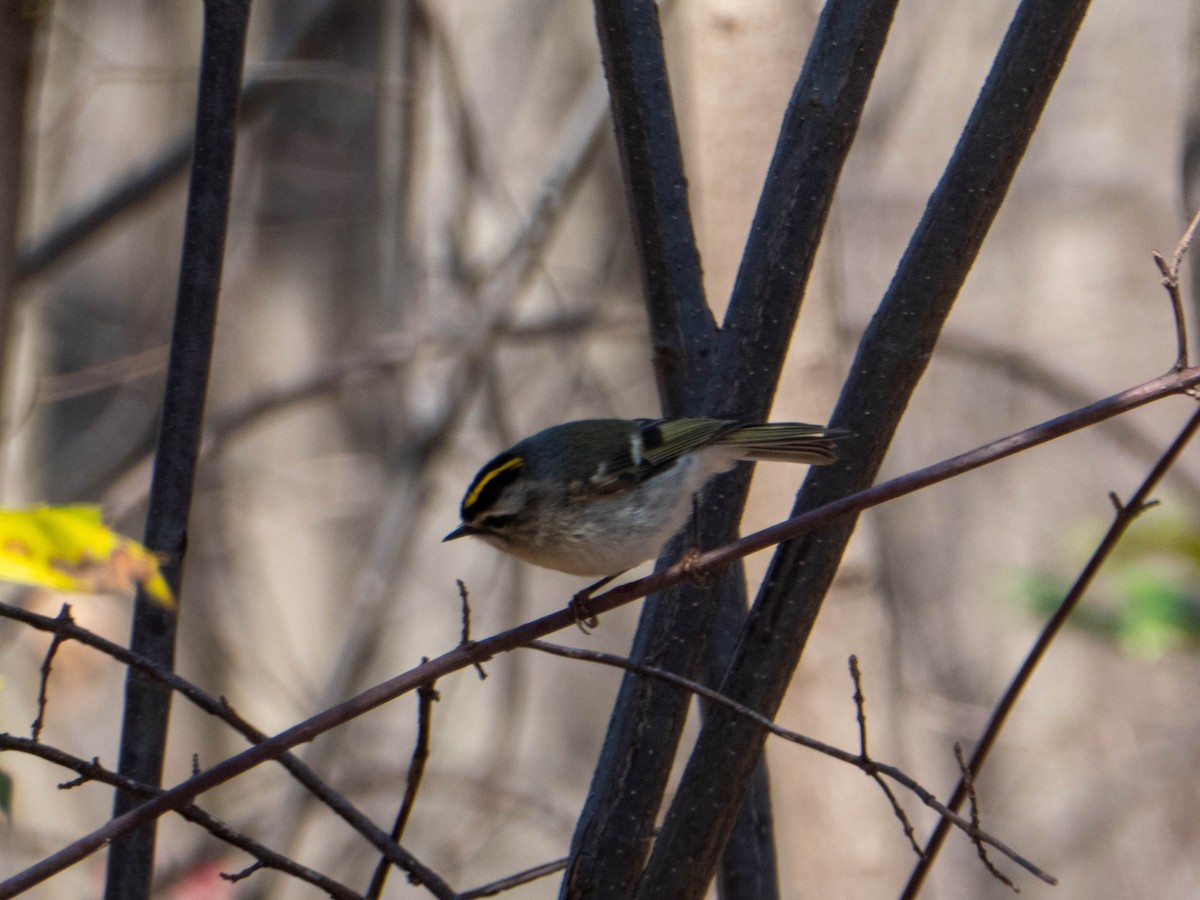 Golden-crowned Kinglet - ML321231531