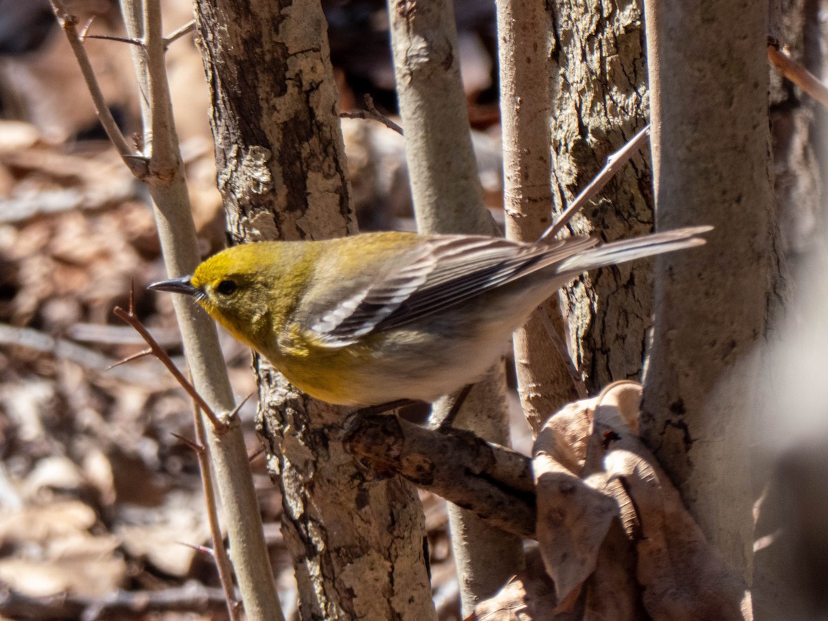 Pine Warbler - Briggan Krauss