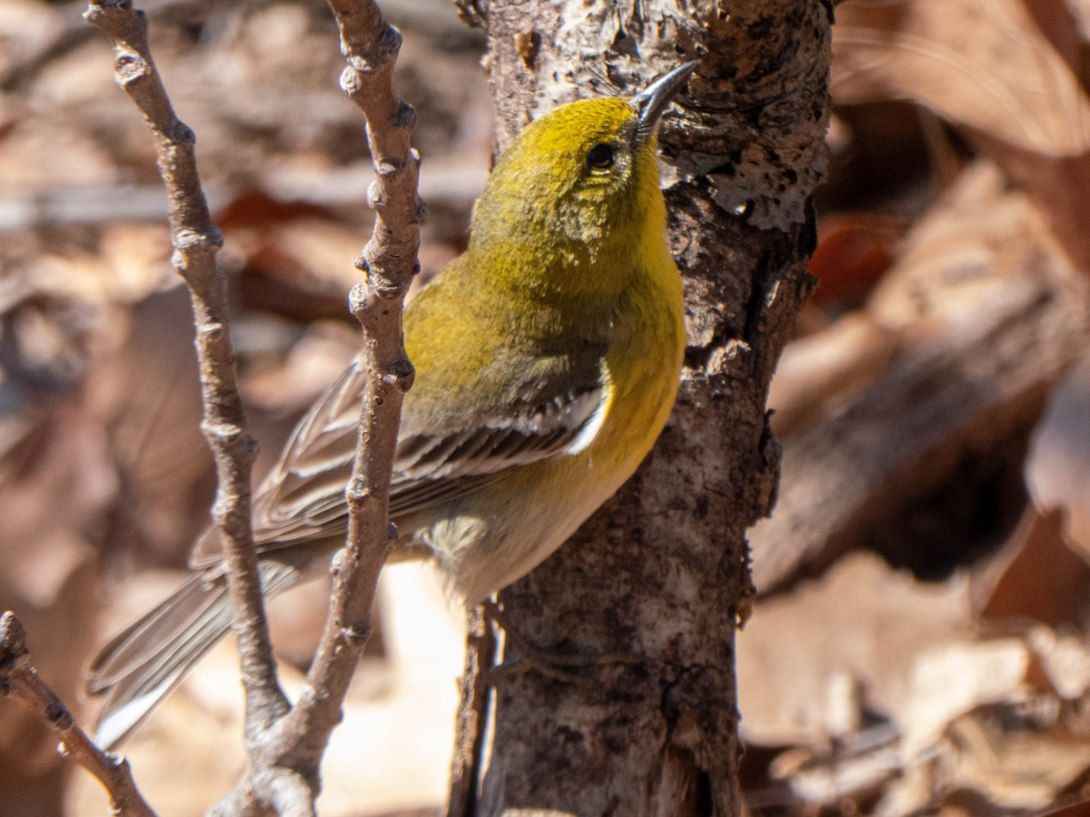 Pine Warbler - Briggan Krauss