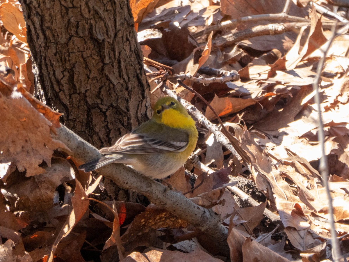 Pine Warbler - ML321231621