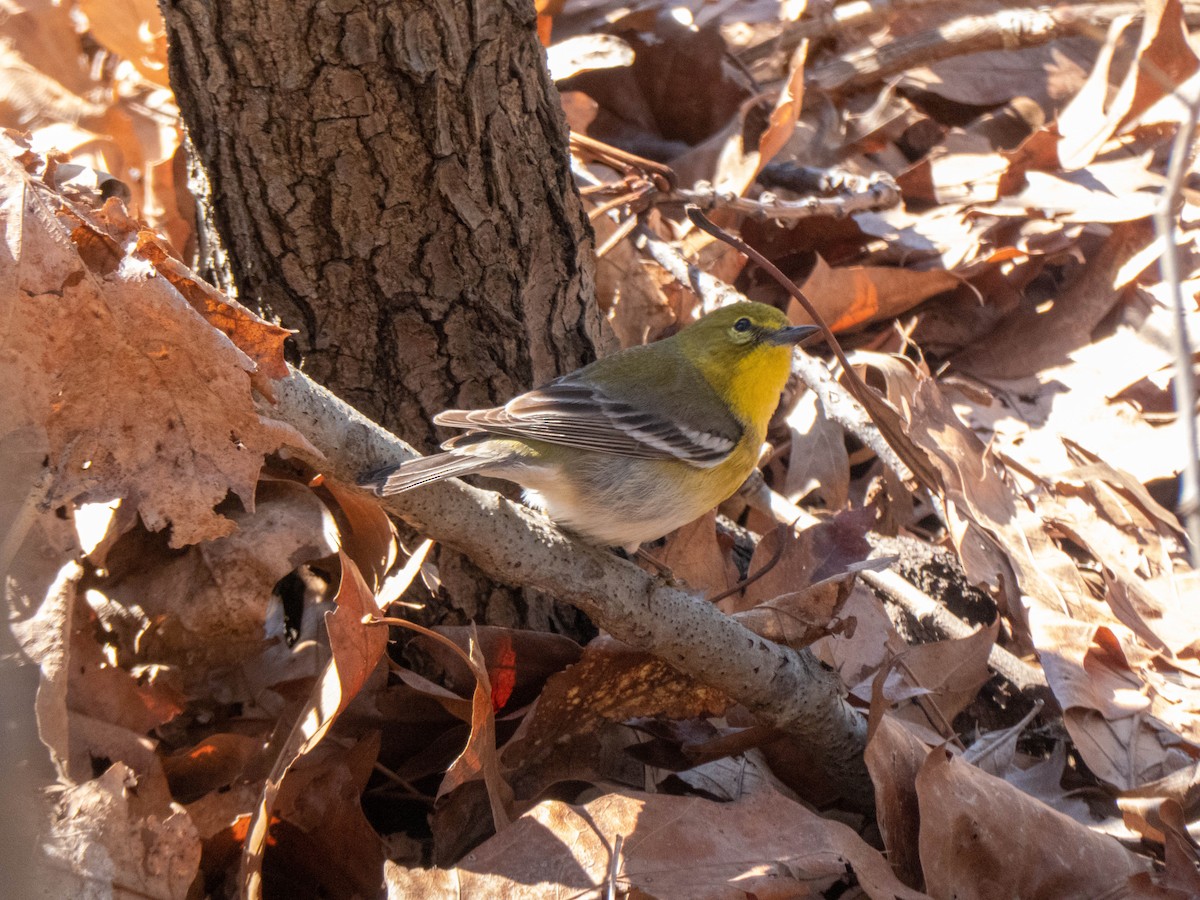 Pine Warbler - ML321231631