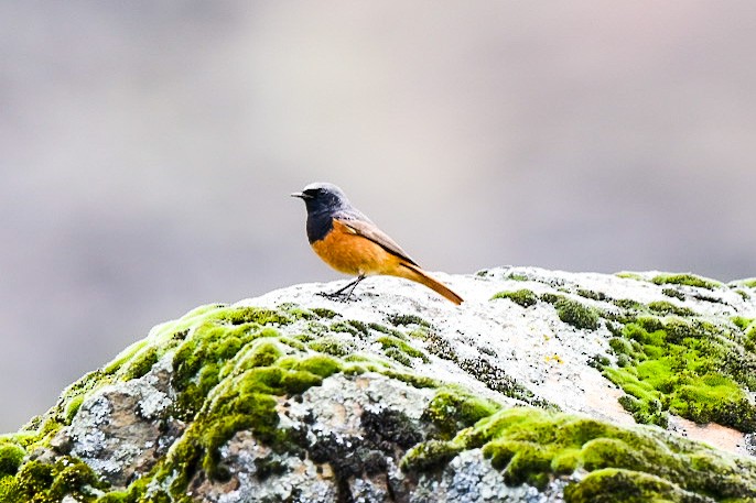 Black Redstart - Ansar Ahmad Bhat