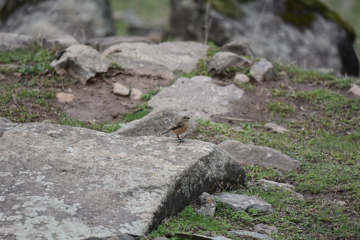 Siberian Stonechat - Ansar Ahmad Bhat